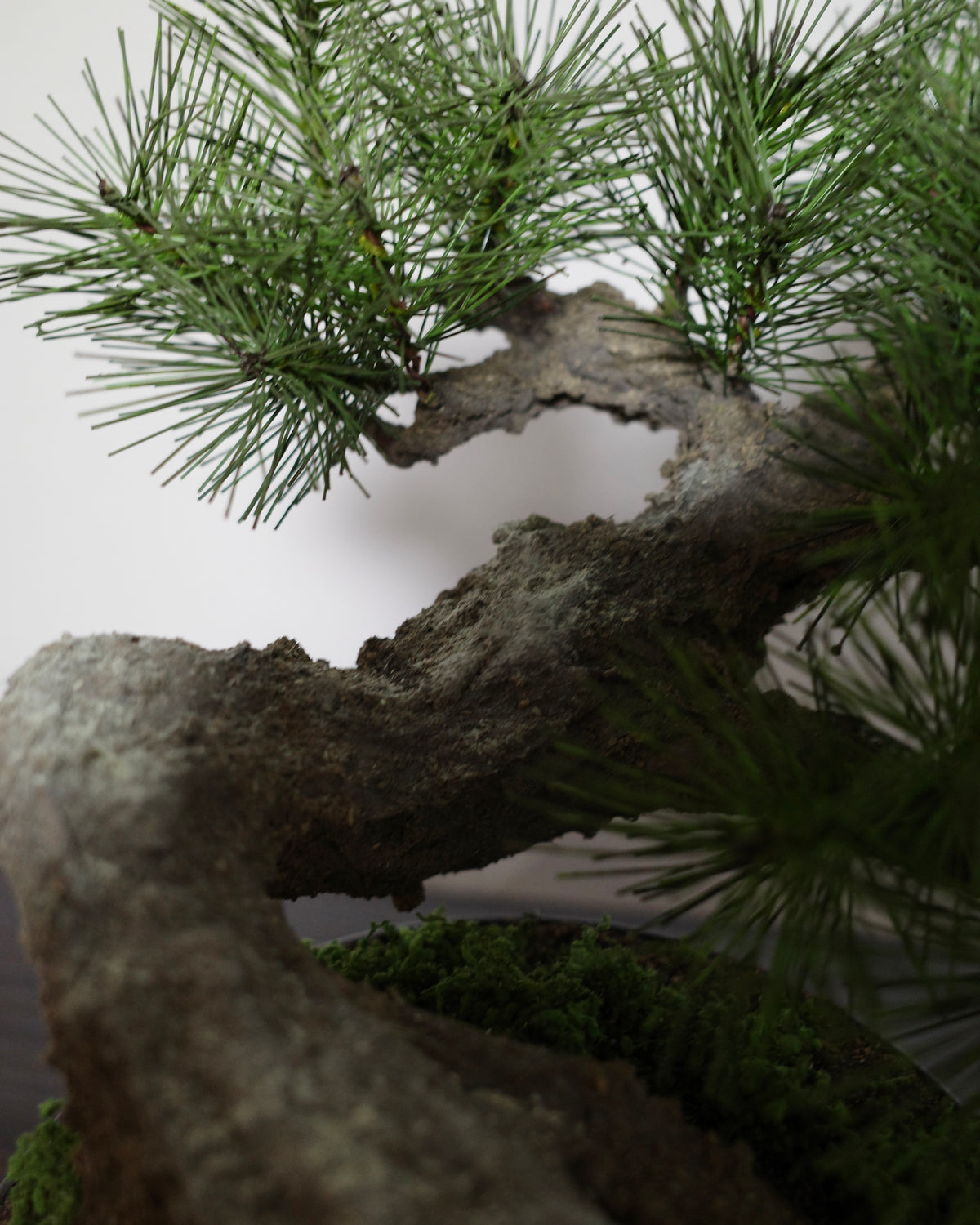 Modern Bonsai L
