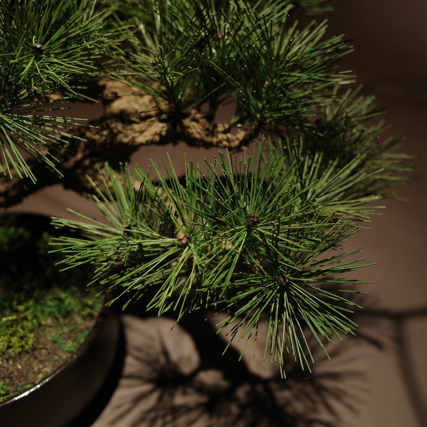 フェイク盆栽 盆栽 bonsai shirabe シラベ ハンドメイド 和モダン 店舗インテリア 空間演出