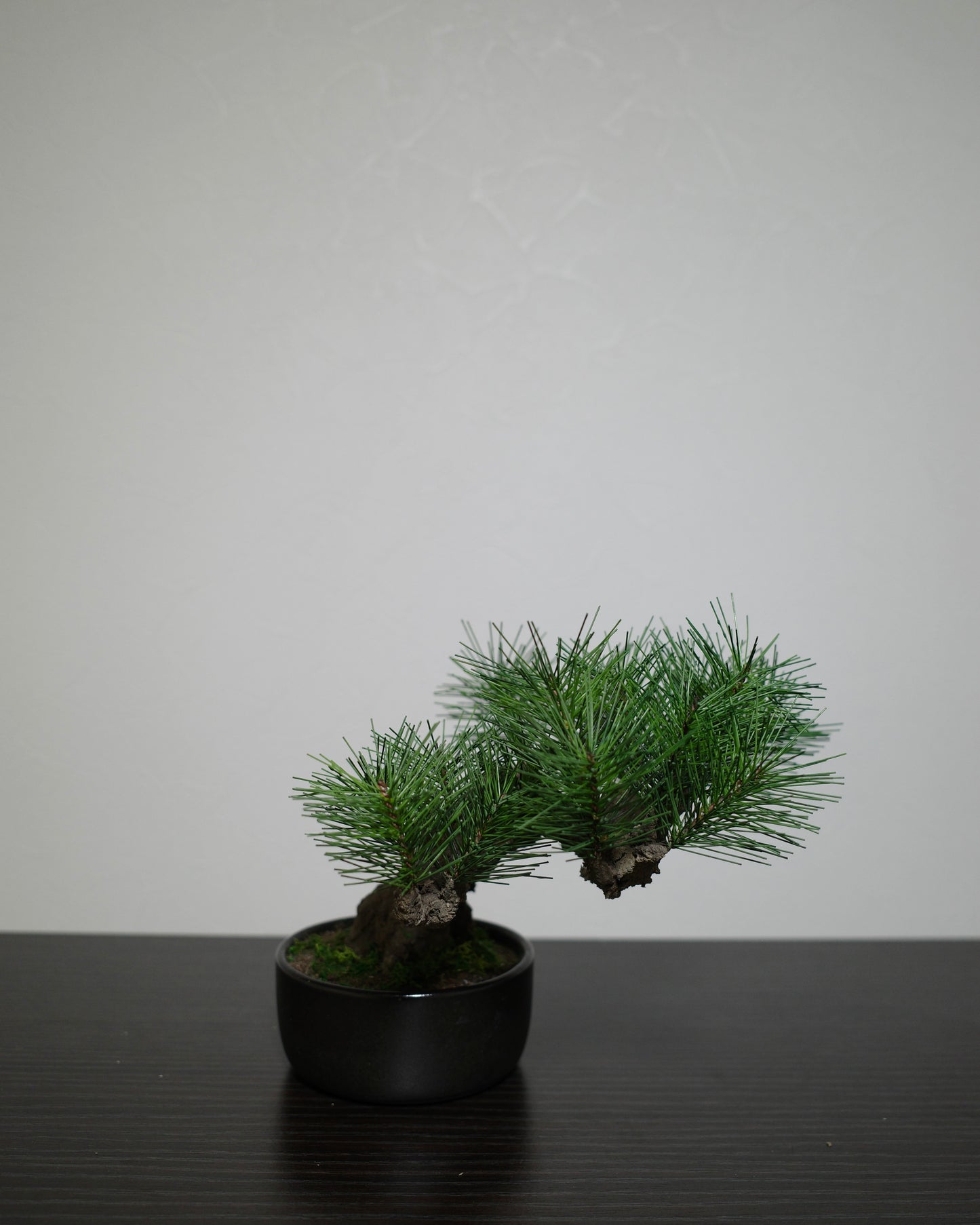 フェイク盆栽 盆栽 bonsai shirabe シラベ ハンドメイド 和モダン 店舗インテリア 空間演出