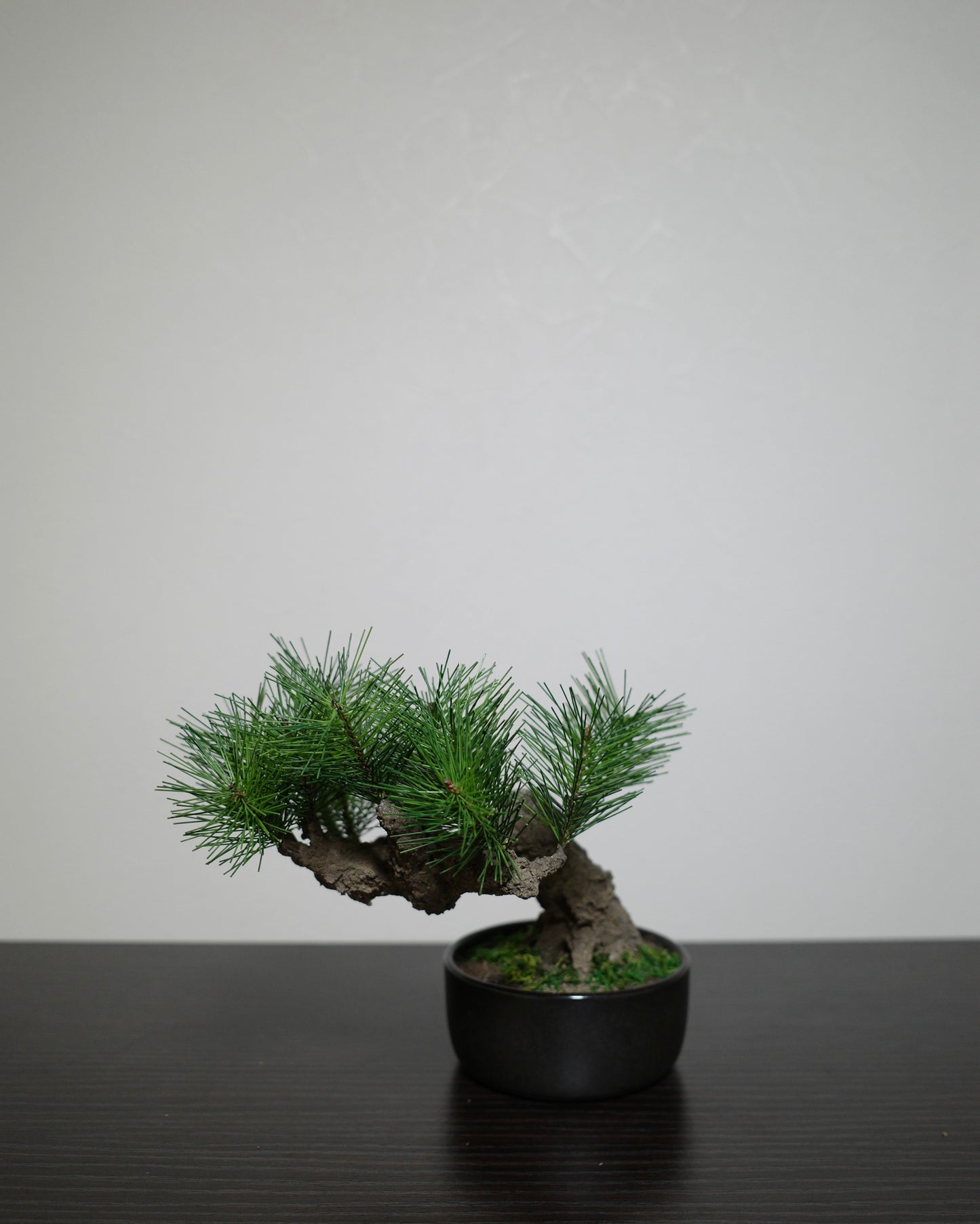 フェイク盆栽 盆栽 bonsai shirabe シラベ ハンドメイド 和モダン 店舗インテリア 空間演出