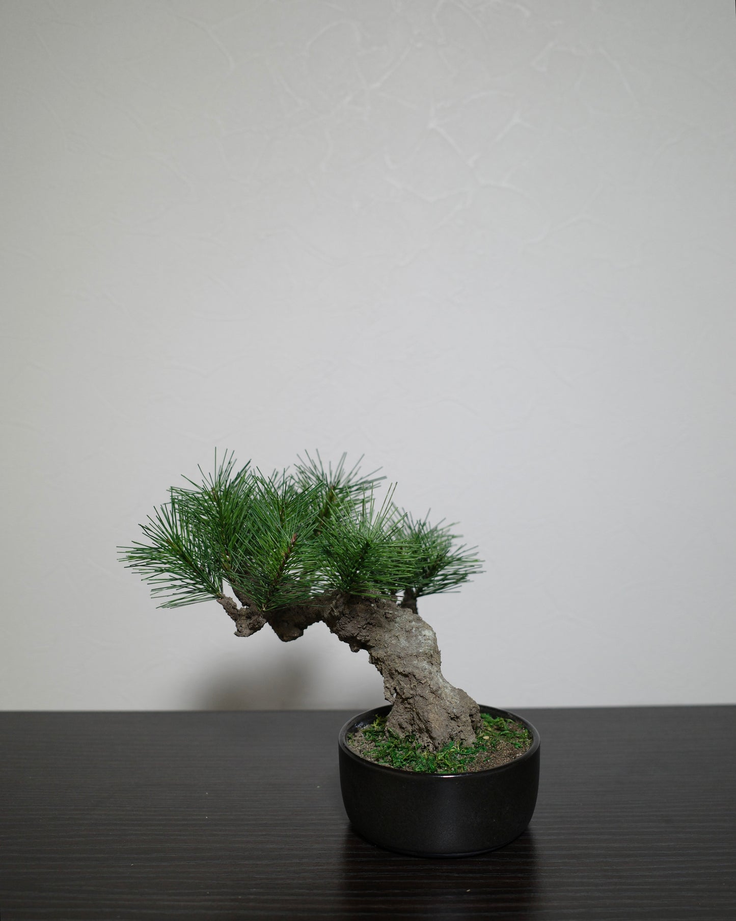 フェイク盆栽 盆栽 bonsai shirabe シラベ ハンドメイド 和モダン 店舗インテリア 空間演出