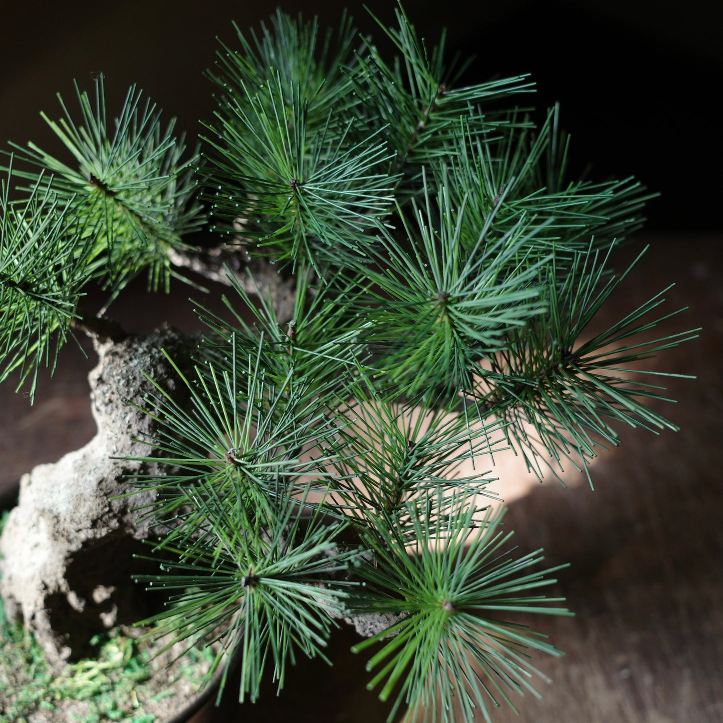 フェイク盆栽 盆栽 bonsai shirabe シラベ ハンドメイド 和モダン 店舗インテリア 空間演出