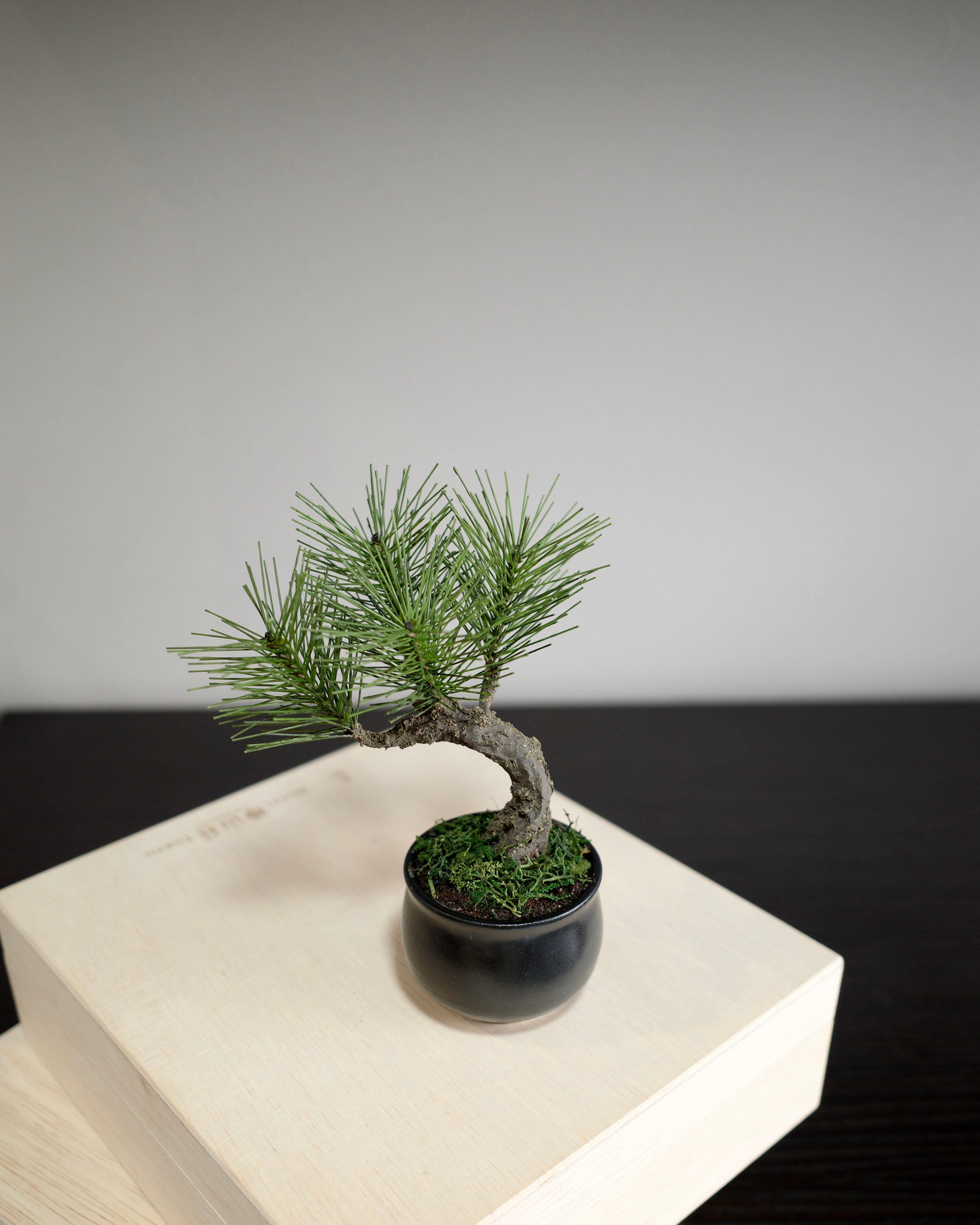Shirabe - Modern Bonsai Petit (White)｜お手入れ不要のインテリア盆栽