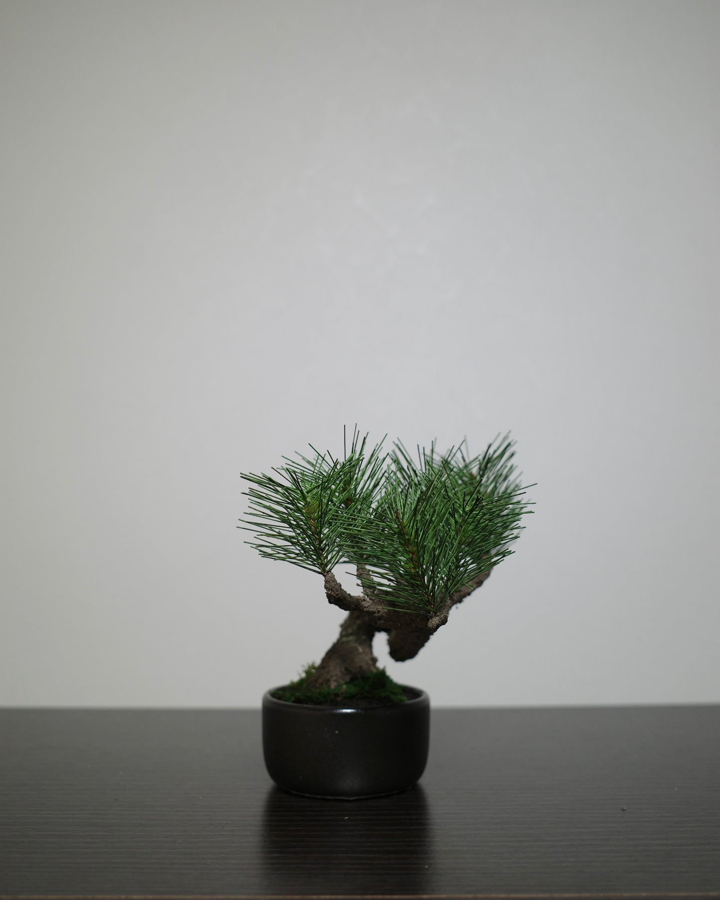 フェイク盆栽 盆栽 bonsai shirabe シラベ ハンドメイド 和モダン 店舗インテリア 空間演出