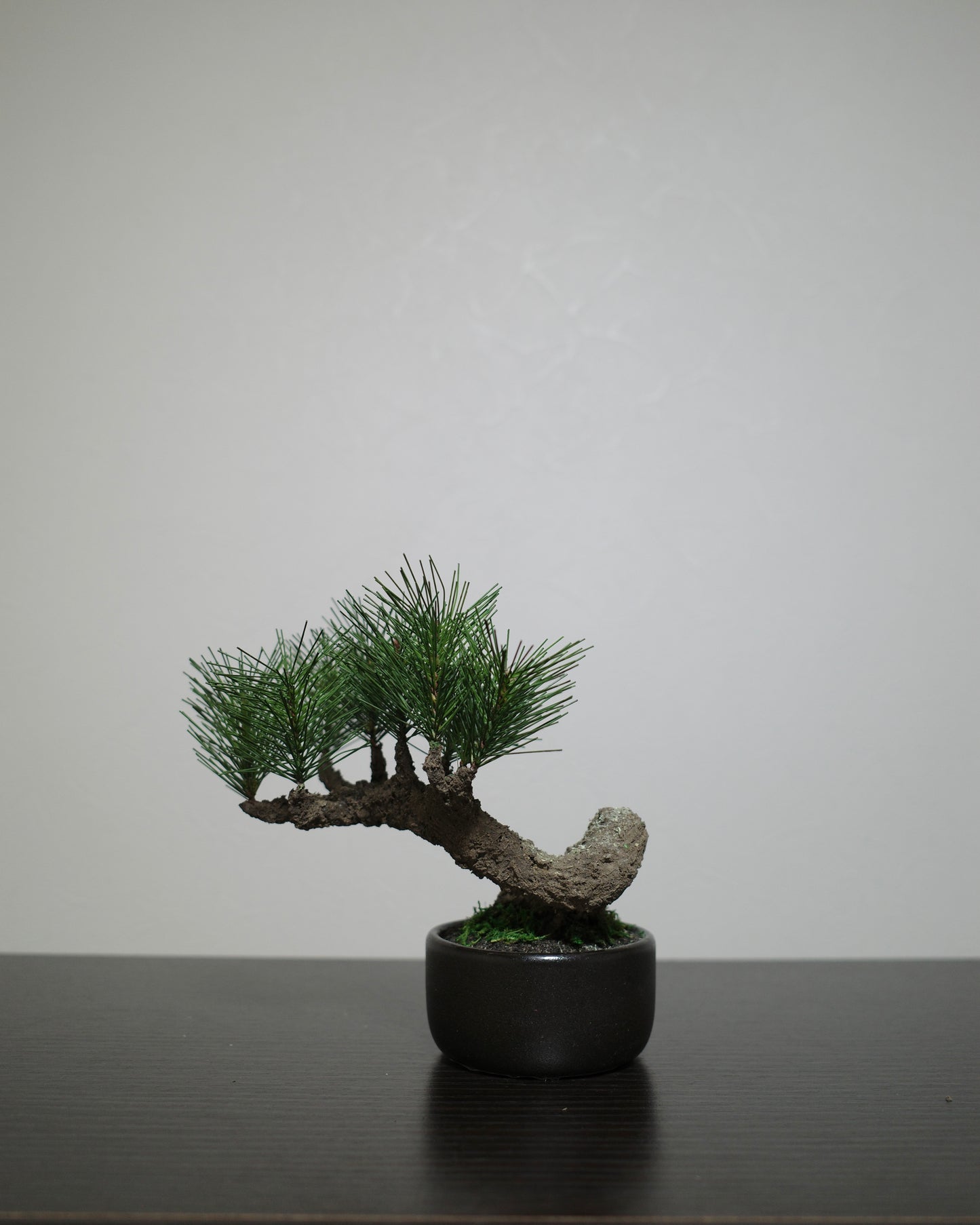 フェイク盆栽 盆栽 bonsai shirabe シラベ ハンドメイド 和モダン 店舗インテリア 空間演出