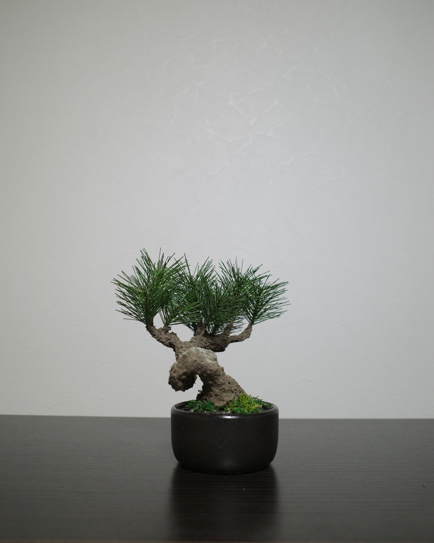 フェイク盆栽 盆栽 bonsai shirabe シラベ ハンドメイド 和モダン 店舗インテリア 空間演出