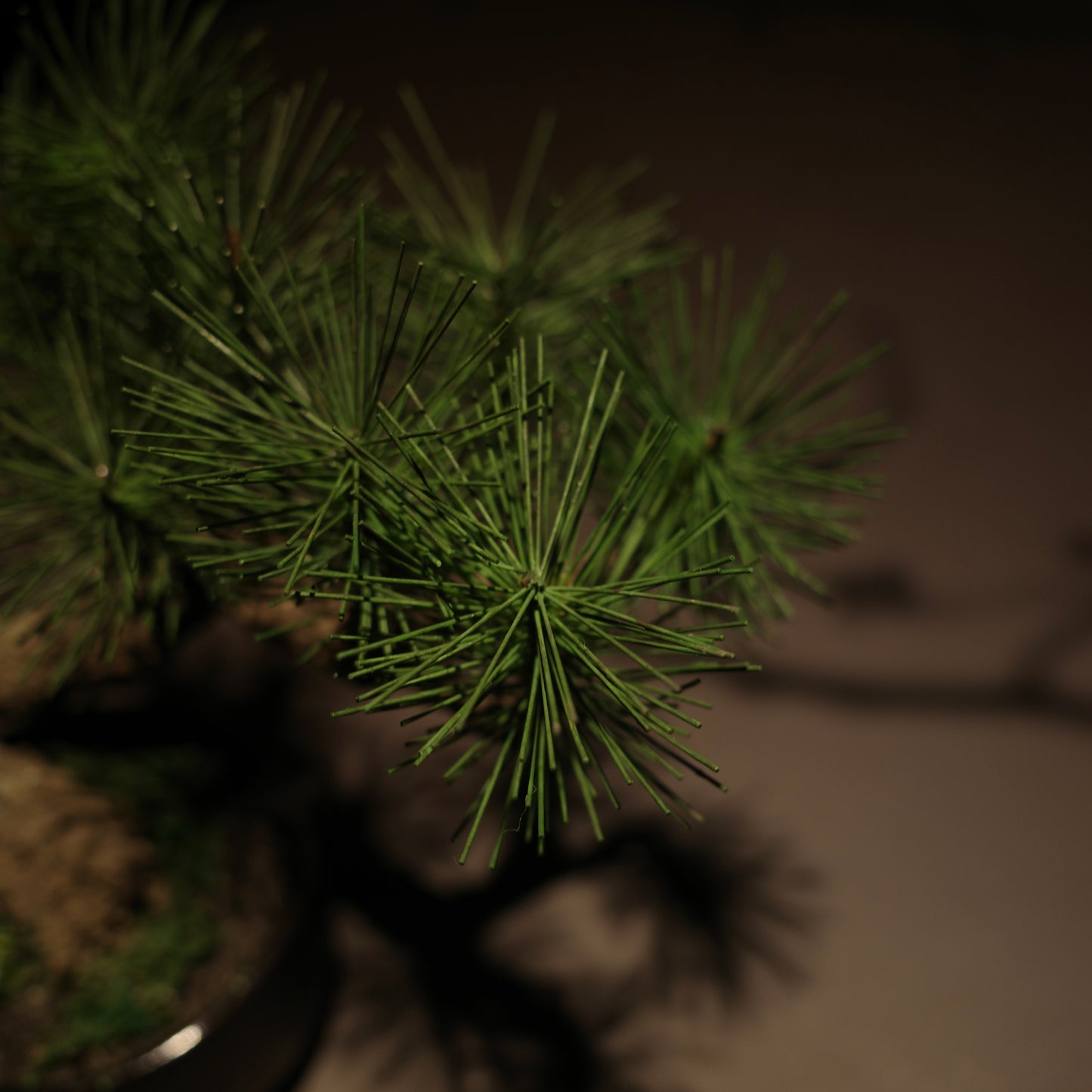 フェイク盆栽 盆栽 bonsai shirabe シラベ ハンドメイド 和モダン 店舗インテリア 空間演出