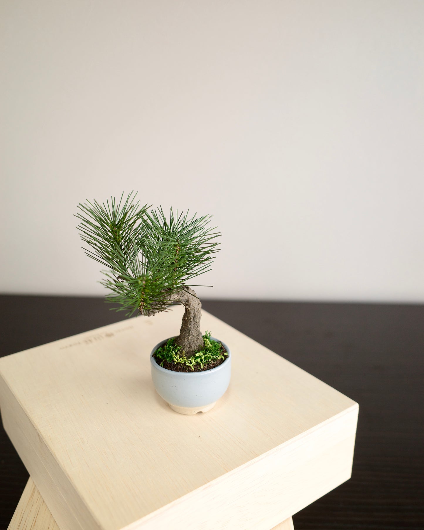 お手入れ不要のインテリア盆栽 Modern Bonsai(モダン盆栽)のPetit light blueの商品画像|右側面