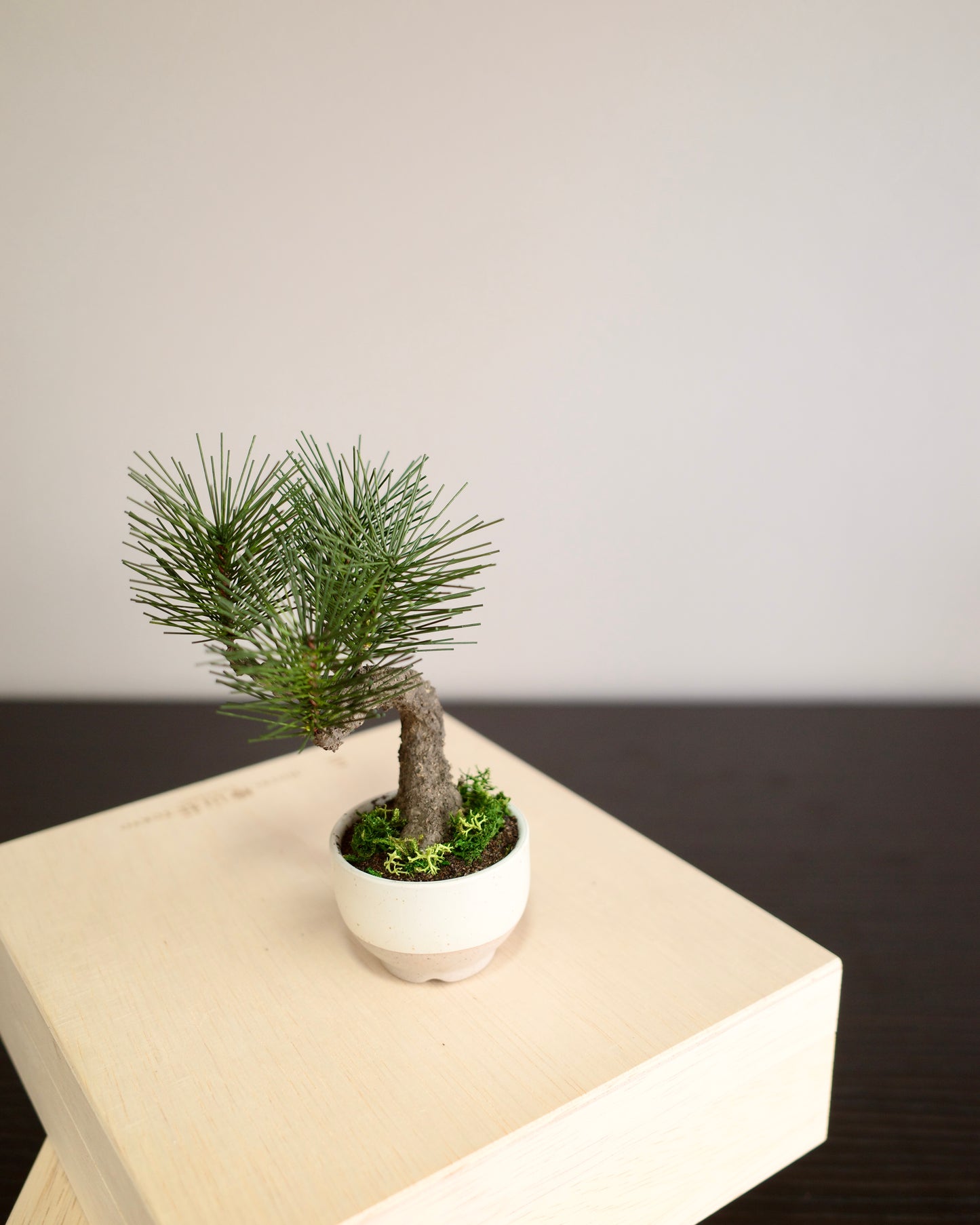 お手入れ不要のインテリア盆栽 Modern Bonsai(モダン盆栽)のPetit whiteの商品画像|左側面