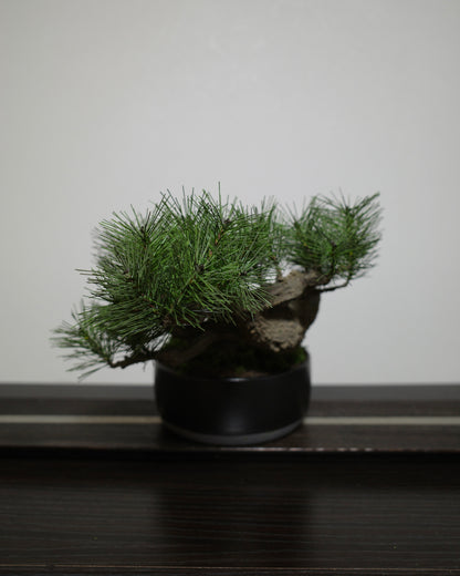 Modern Bonsai (Limited)