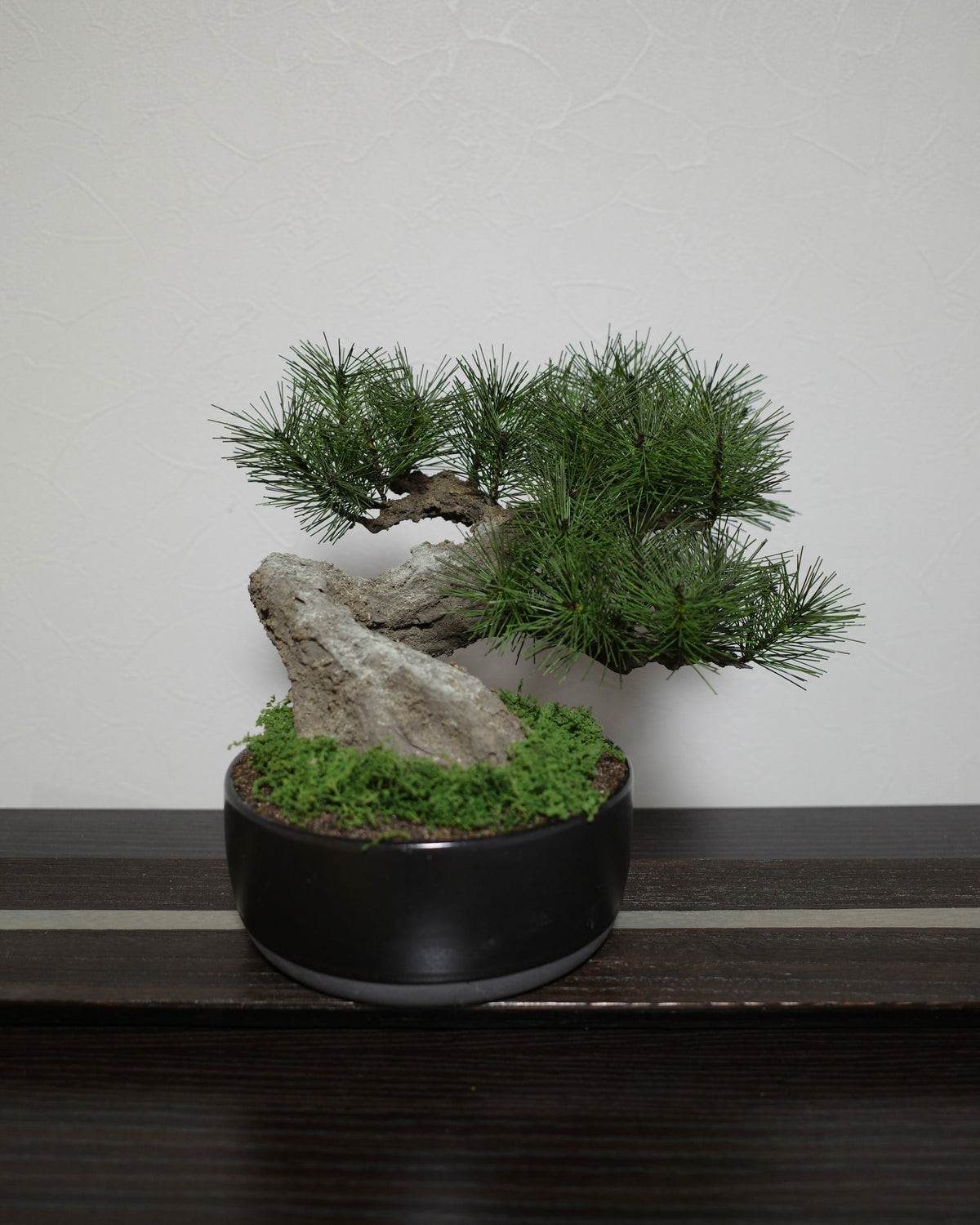 Modern Bonsai (Limited)