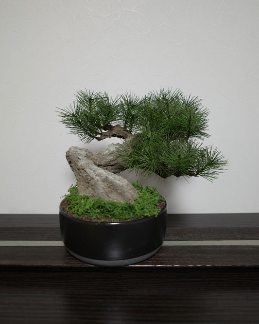 Modern Bonsai (Limited)