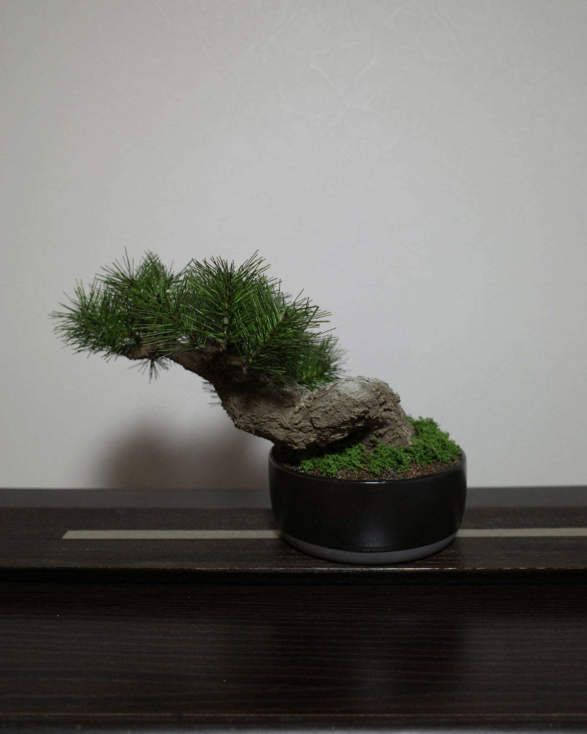 Modern Bonsai (Limited)