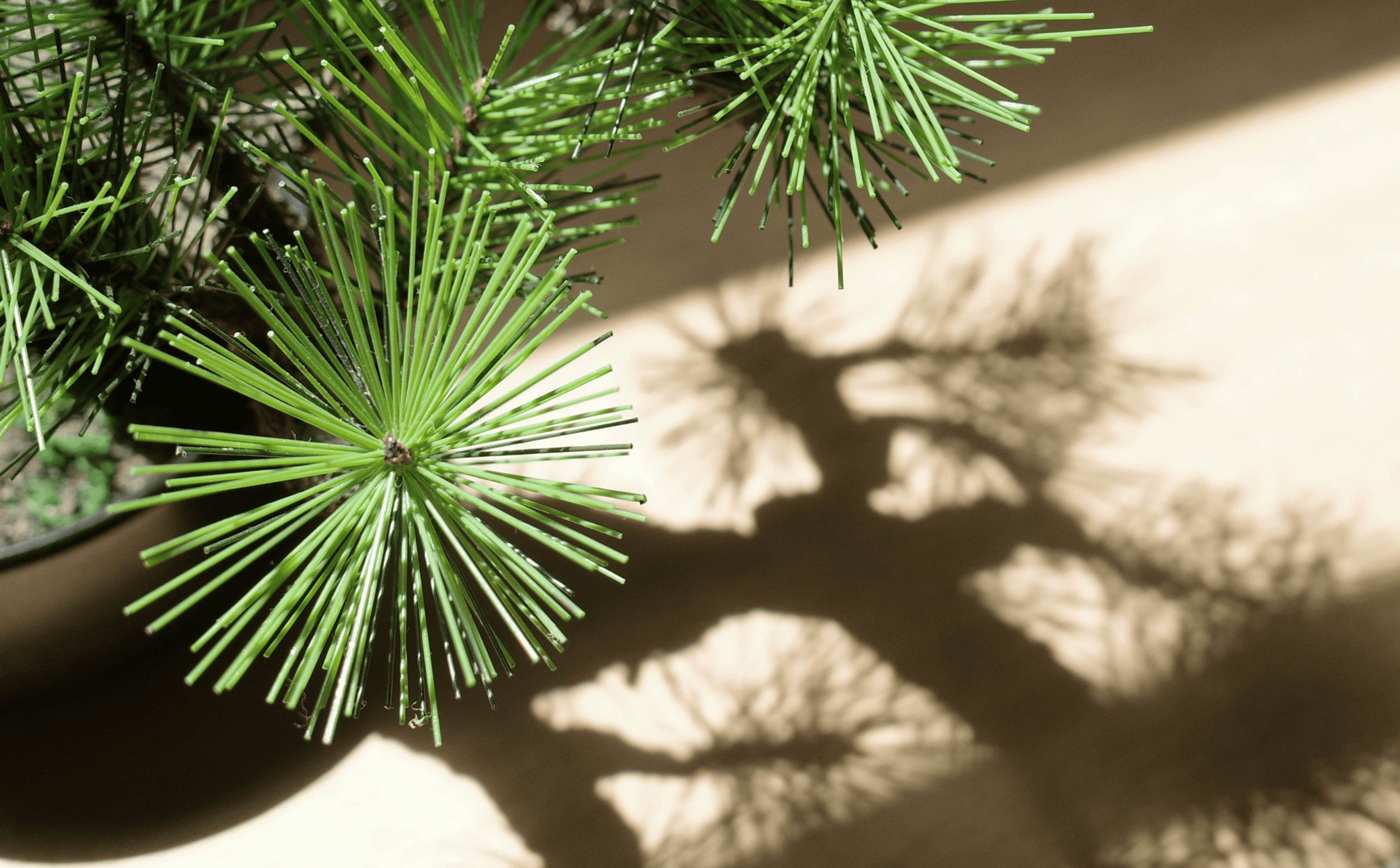 フェイク盆栽 盆栽 bonsai shirabe シラベ ハンドメイド 和モダン 店舗インテリア 空間演出