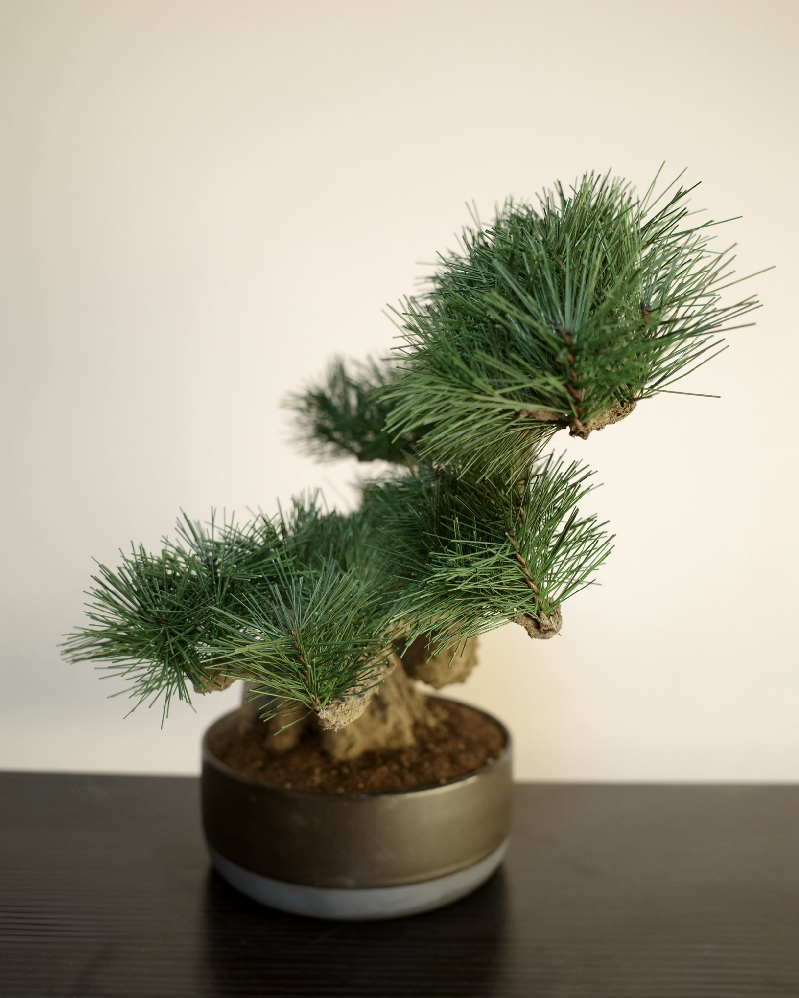 フェイク盆栽 盆栽 人口盆栽 アーティフィシャル盆栽 bonsai shirabe シラベ ハンドメイド 和モダン ジャパンディ