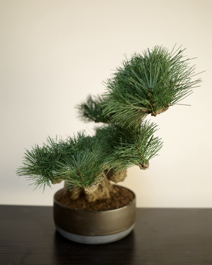 フェイク盆栽 盆栽 人口盆栽 アーティフィシャル盆栽 bonsai shirabe シラベ ハンドメイド 和モダン ジャパンディ