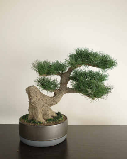お手入れ不要のインテリア盆栽 Modern Bonsai（モダン盆栽）のLLの商品イメージ｜正面