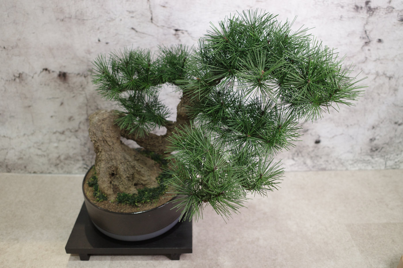 お手入れ不要のインテリア盆栽 Modern Bonsai（モダン盆栽）の特注サイズのイメージ画像｜斜め上から撮影