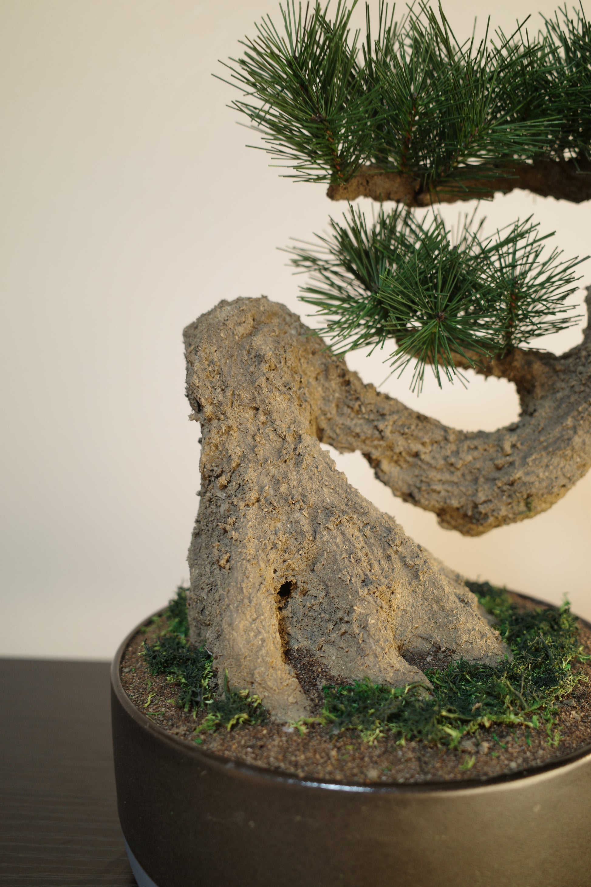 お手入れ不要のインテリア盆栽 Modern Bonsai（モダン盆栽）のLLの商品イメージ｜根本と苔をクローズアップ