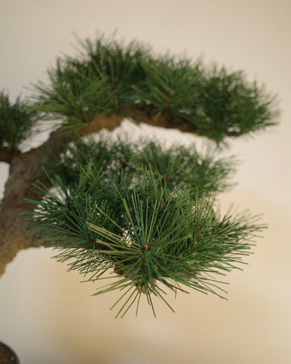お手入れ不要のインテリア盆栽 Modern Bonsai（モダン盆栽）のLLの商品イメージ｜松葉をクローズアップ