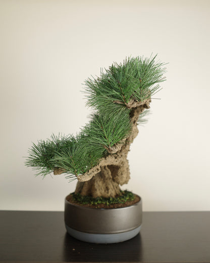 お手入れ不要のインテリア盆栽 Modern Bonsai（モダン盆栽）のLLの商品イメージ｜右側面