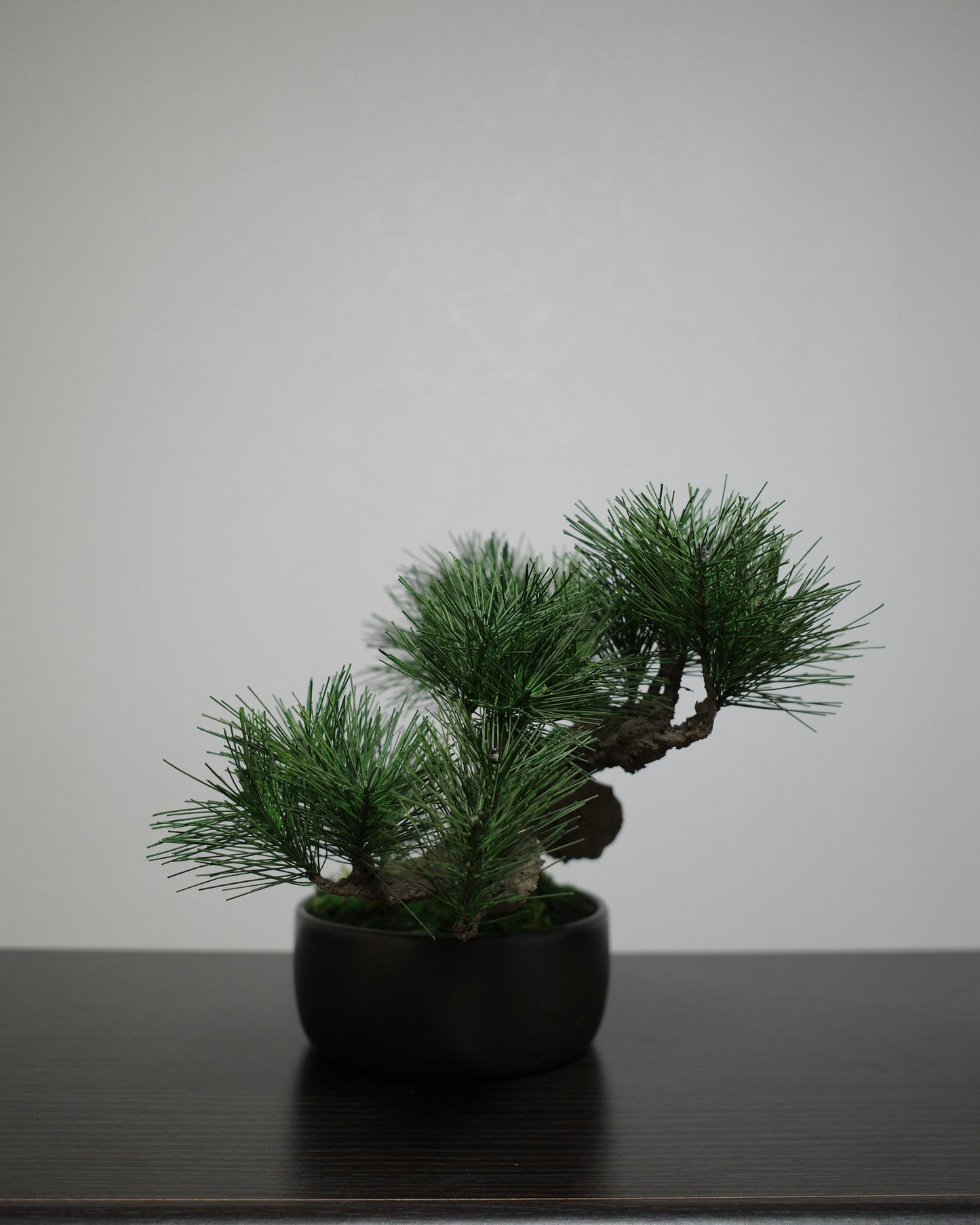 フェイク盆栽 盆栽 bonsai shirabe シラベ ハンドメイド 和モダン 店舗インテリア 空間演出
