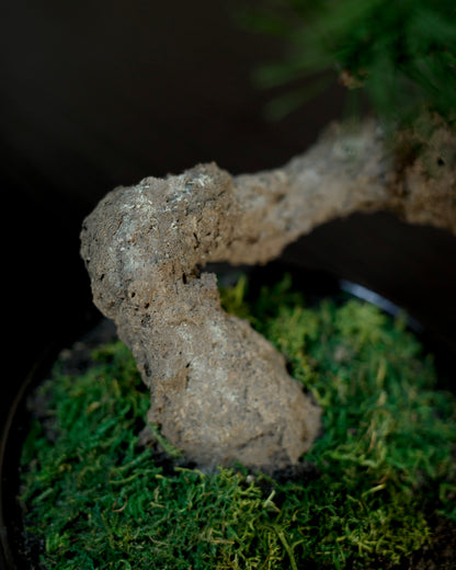 フェイク盆栽 盆栽 人口盆栽 アーティフィシャル盆栽 bonsai shirabe シラベ ハンドメイド 和モダン ジャパンディ