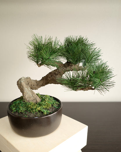 お手入れ不要のインテリア盆栽 Modern Bonsai（モダン盆栽）のLサイズ｜正面
