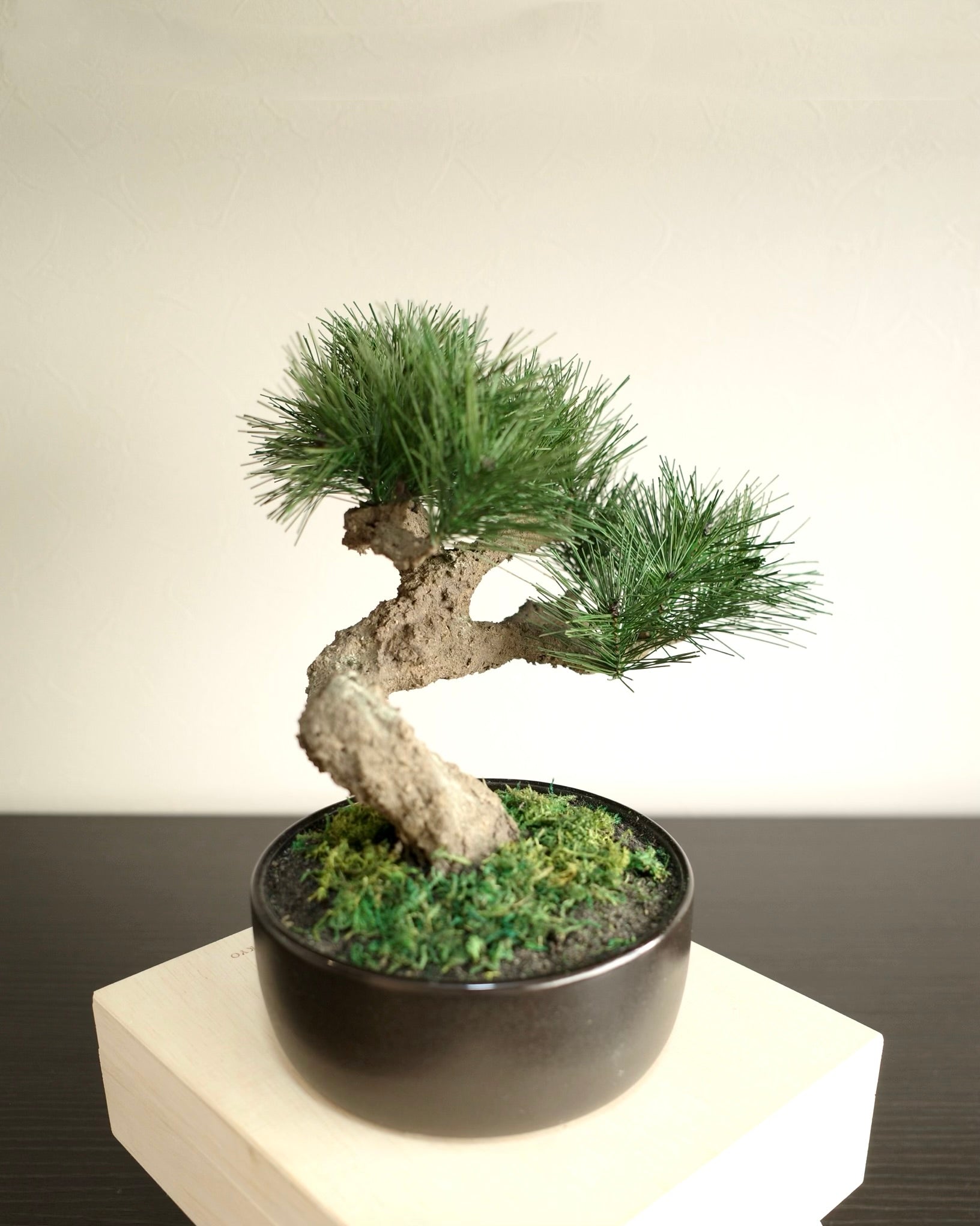お手入れ不要のインテリア盆栽 Modern Bonsai（モダン盆栽）のLサイズ｜左側面
