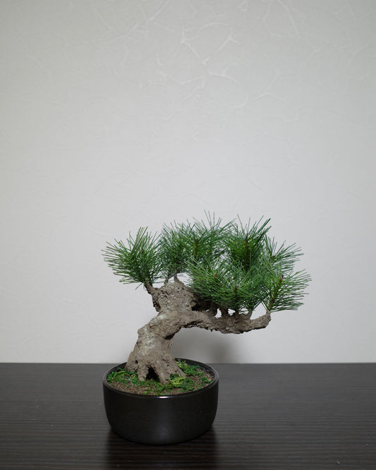 フェイク盆栽 盆栽 bonsai shirabe シラベ ハンドメイド 和モダン 店舗インテリア 空間演出