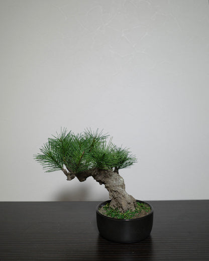 フェイク盆栽 盆栽 bonsai shirabe シラベ ハンドメイド 和モダン 店舗インテリア 空間演出