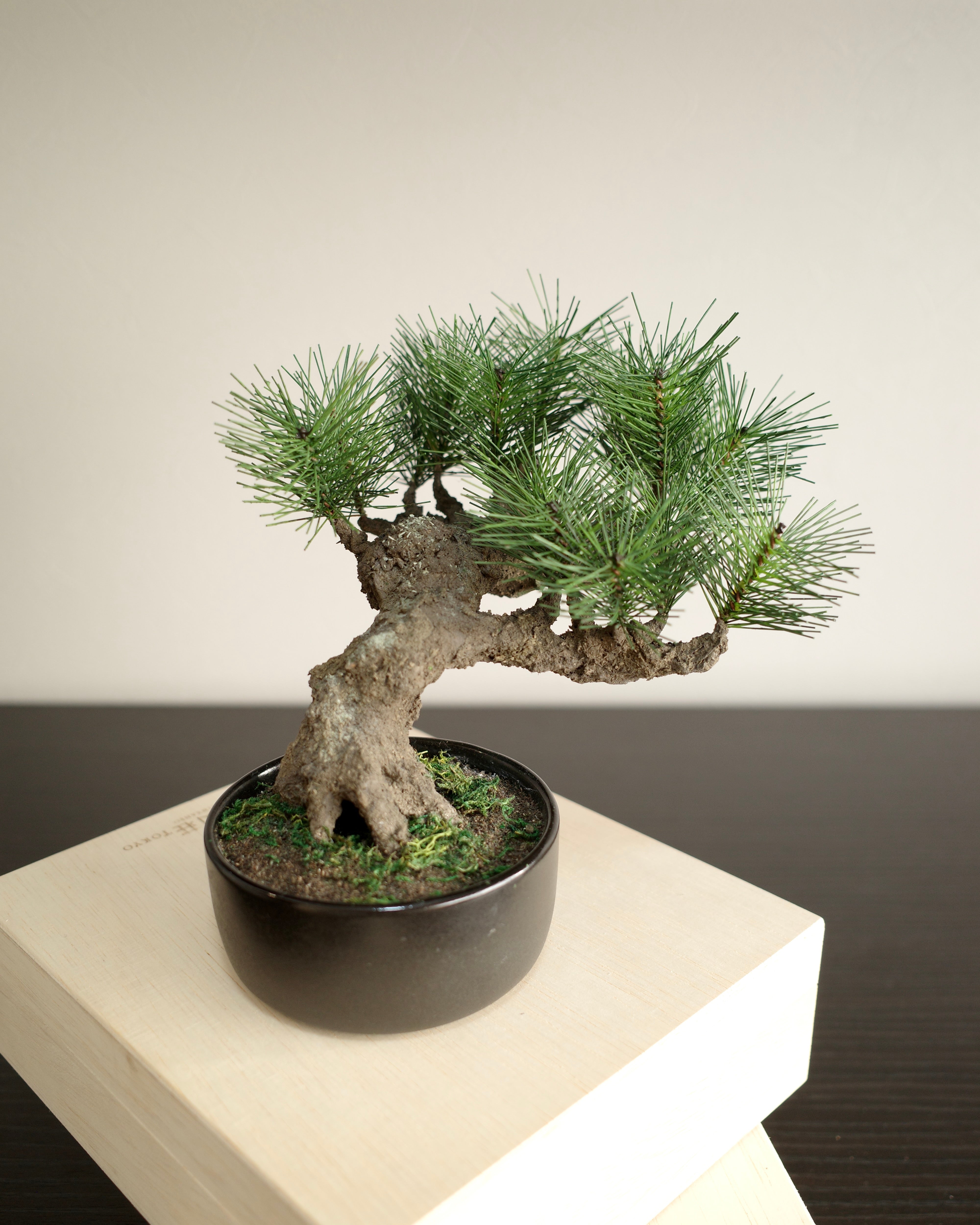 Modern Bonsai M （フェイク盆栽） – Shirabe