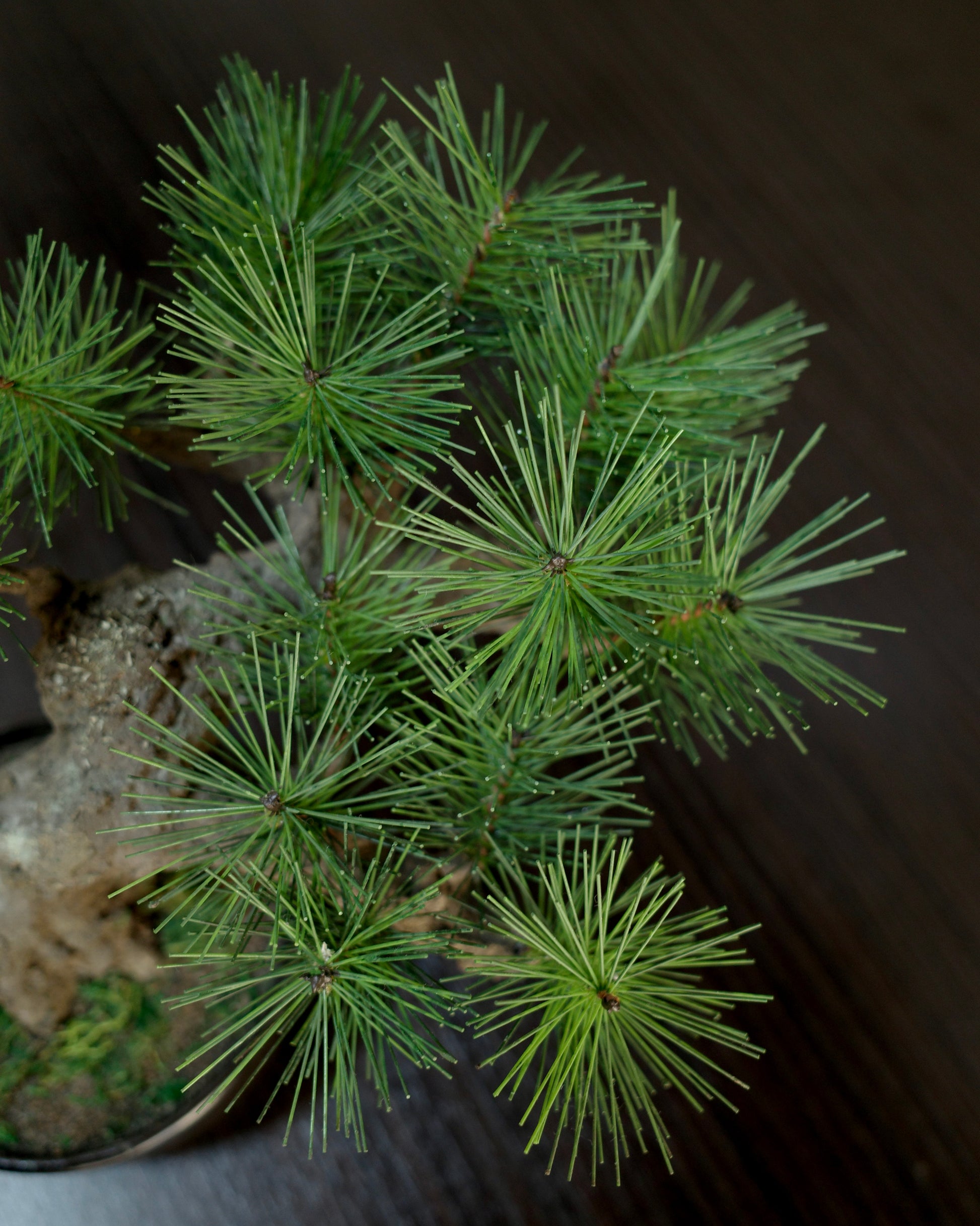 フェイク盆栽 盆栽 人口盆栽 アーティフィシャル盆栽 bonsai shirabe シラベ ハンドメイド 和モダン ジャパンディ