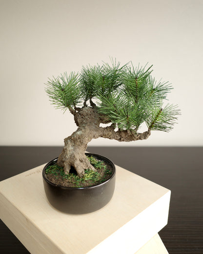 お手入れ不要のインテリア盆栽 Modern Bonsai（モダン盆栽）のMサイズ｜正面