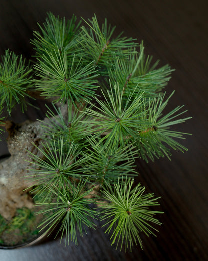 お手入れ不要のインテリア盆栽 Modern Bonsai（モダン盆栽）のMサイズ｜松葉のクローズアップ