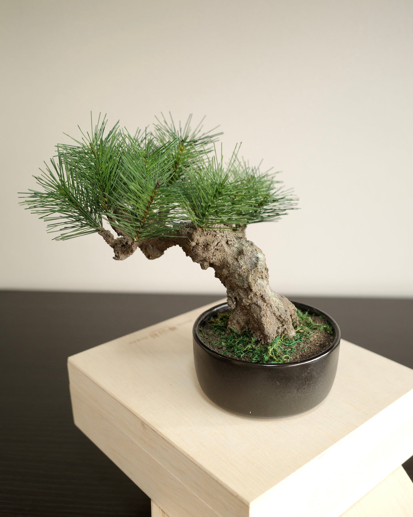 お手入れ不要のインテリア盆栽 Modern Bonsai（モダン盆栽）のMサイズ｜左側面