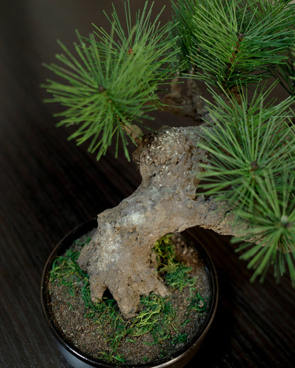お手入れ不要のインテリア盆栽 Modern Bonsai（モダン盆栽）のMサイズ｜幹と苔のクローズアップ