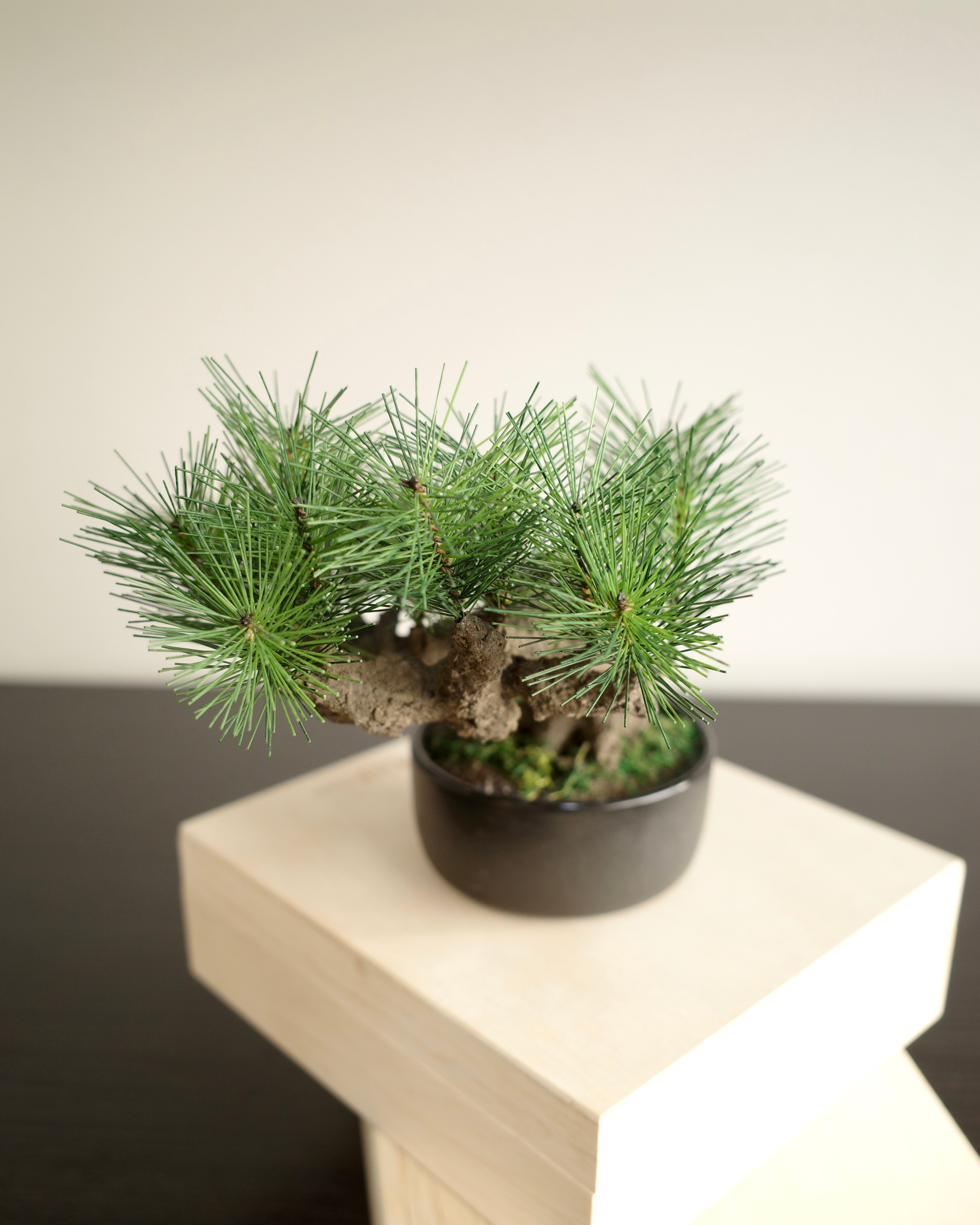 Shirabe - Modern Bonsai M｜お手入れ不要のインテリア盆栽