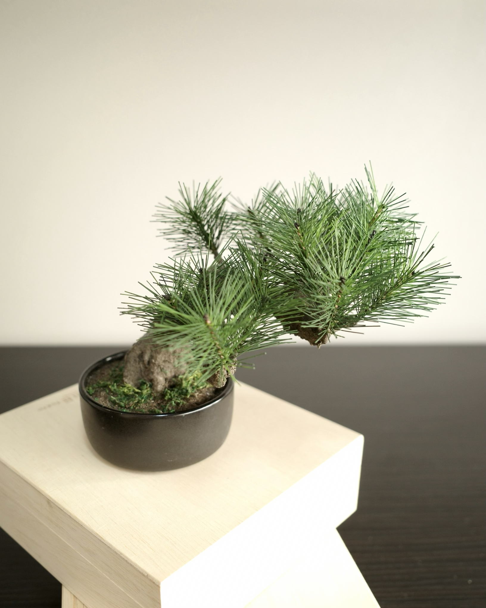 お手入れ不要のインテリア盆栽 Modern Bonsai（モダン盆栽）のMサイズ｜右側面