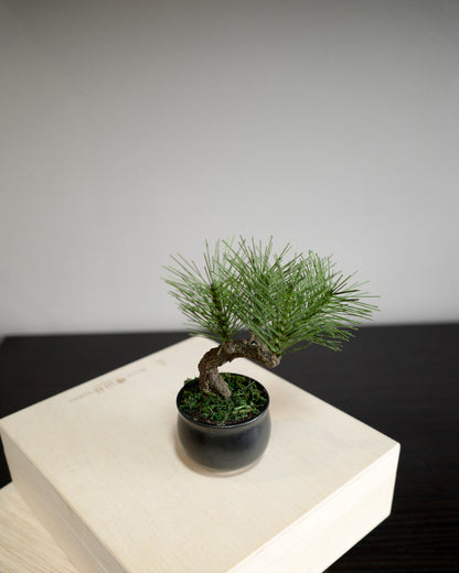 お手入れ不要のインテリア盆栽 Modern Bonsai（モダン盆栽）のPetit blackの商品画像｜背面