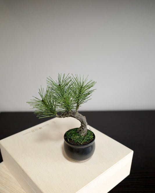 お手入れ不要のインテリア盆栽 Modern Bonsai（モダン盆栽）のPetit blackの商品画像｜正面