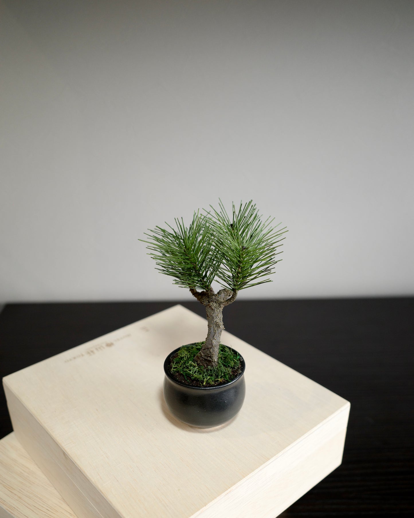 お手入れ不要のインテリア盆栽 Modern Bonsai（モダン盆栽）のPetit blackの商品画像｜左側面