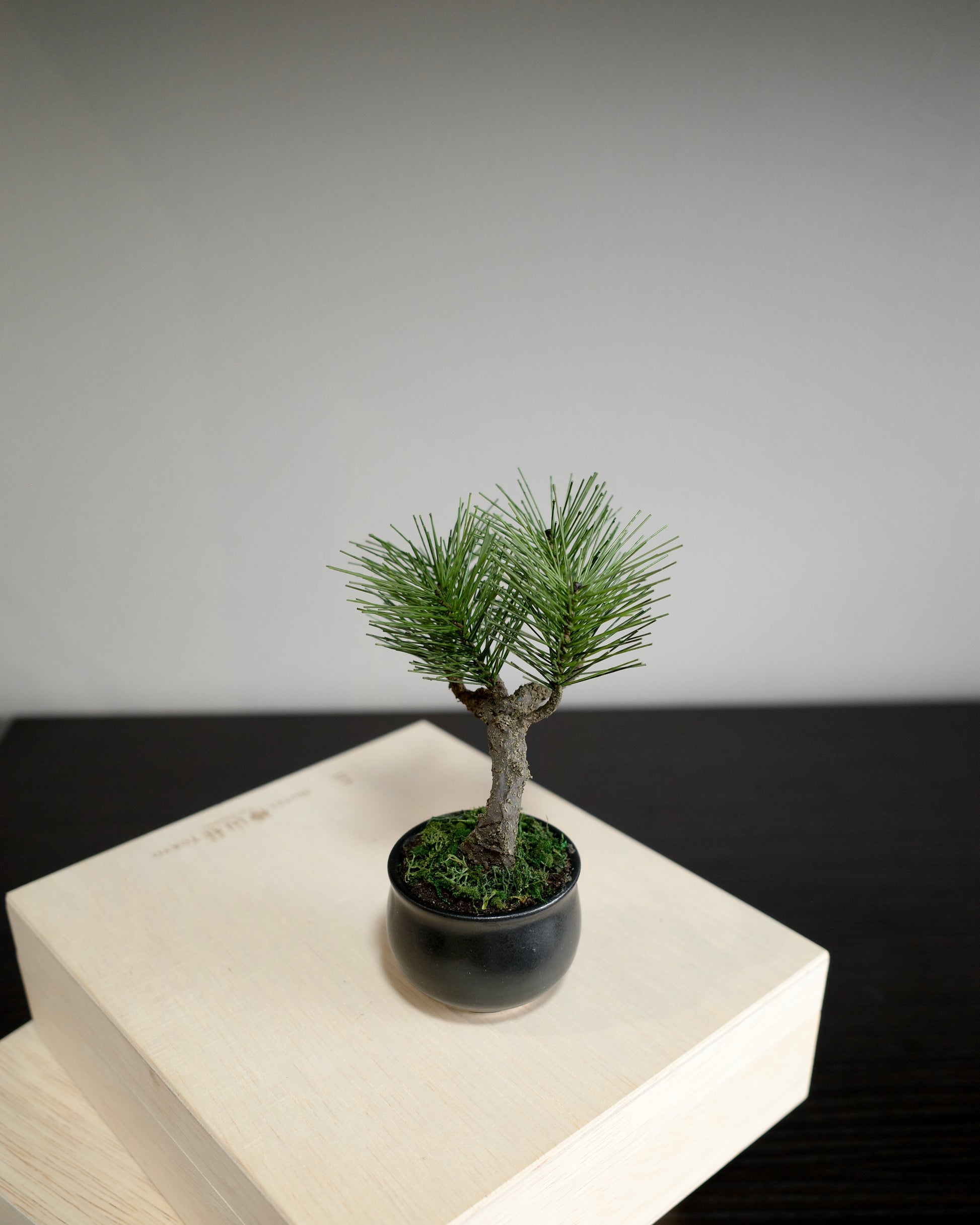 お手入れ不要のインテリア盆栽 Modern Bonsai（モダン盆栽）のPetit blackの商品画像｜左側面