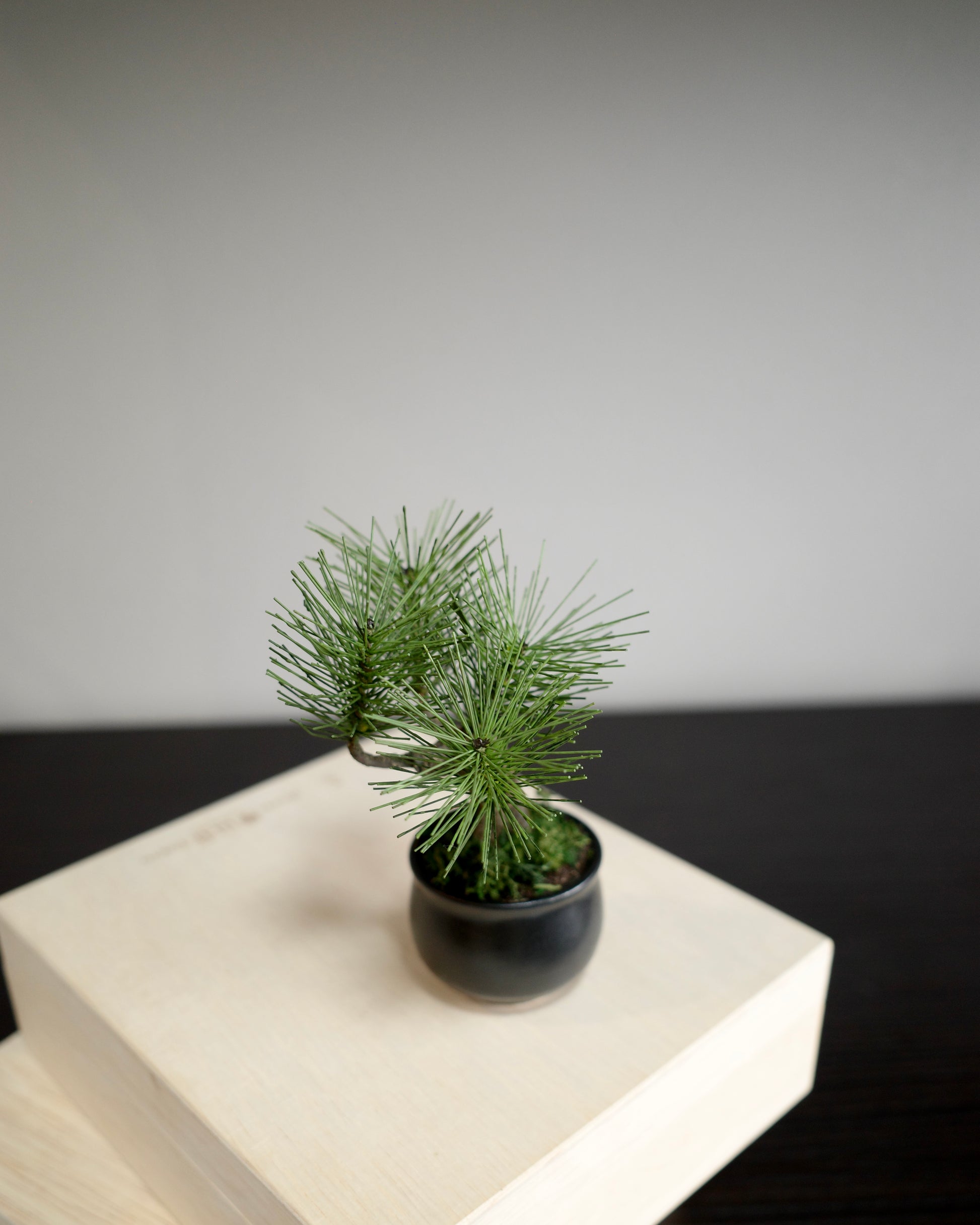 お手入れ不要のインテリア盆栽 Modern Bonsai（モダン盆栽）のPetit blackの商品画像｜右側面