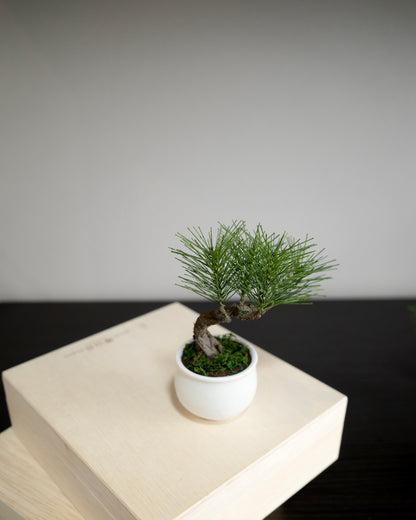 お手入れ不要のインテリア盆栽 Modern Bonsai（モダン盆栽）のPetit whiteの新バージョン商品画像｜背面