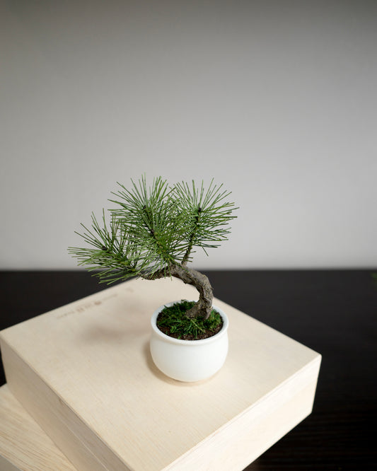 お手入れ不要のインテリア盆栽 Modern Bonsai（モダン盆栽）のPetit whiteの新バージョン商品画像｜正面