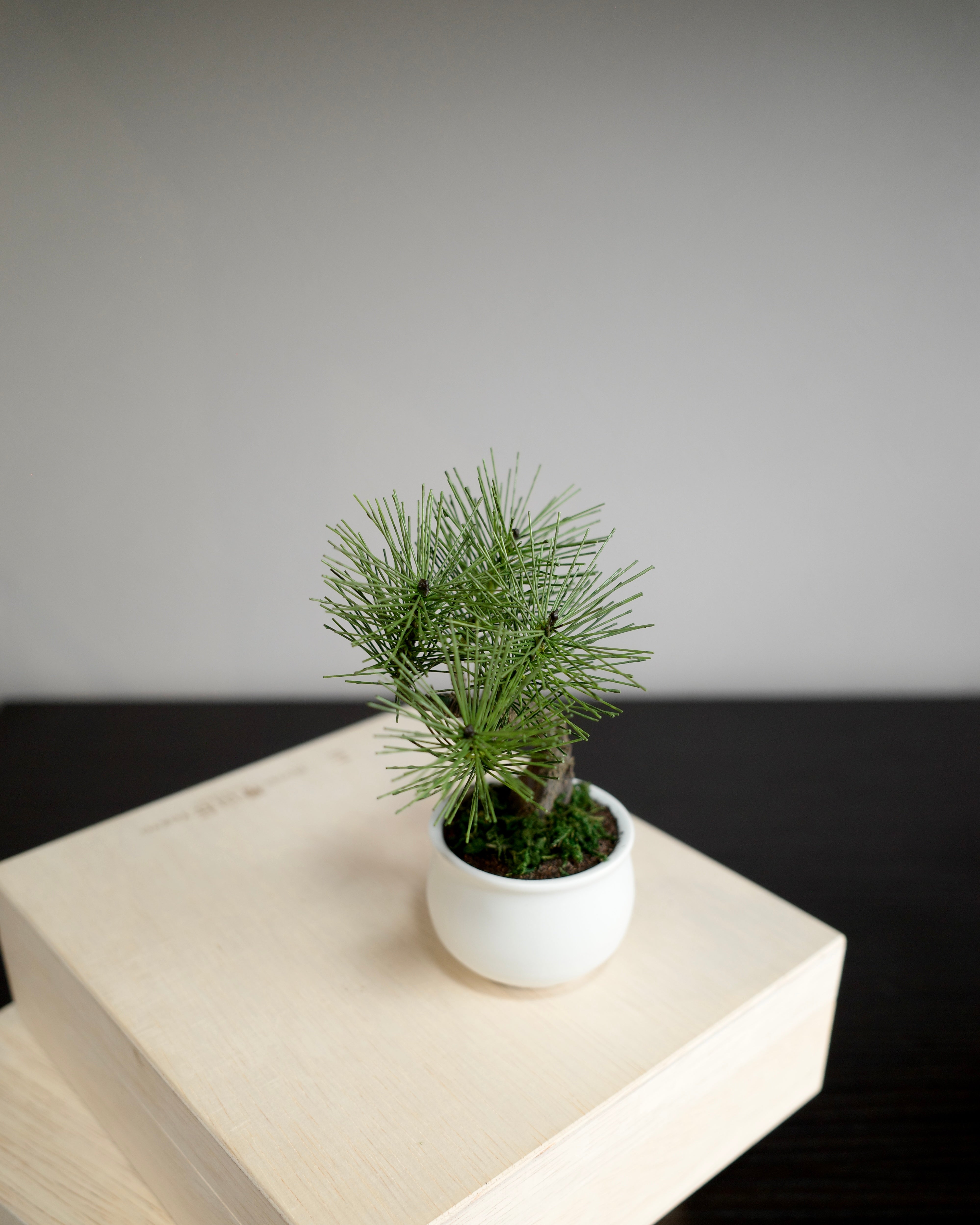 Shirabe - Modern Bonsai Petit (White)｜お手入れ不要のインテリア盆栽