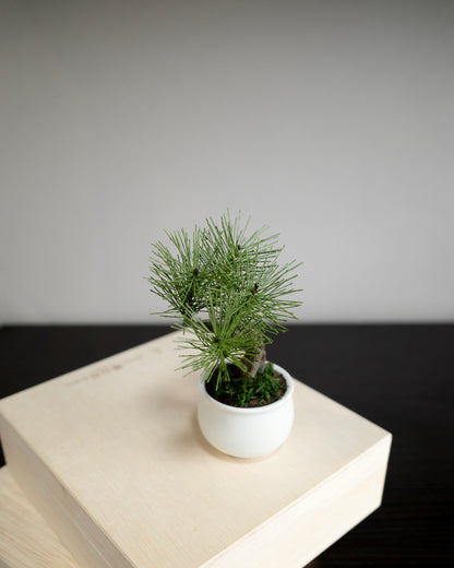 お手入れ不要のインテリア盆栽 Modern Bonsai（モダン盆栽）のPetit whiteの新バージョン商品画像｜左側面