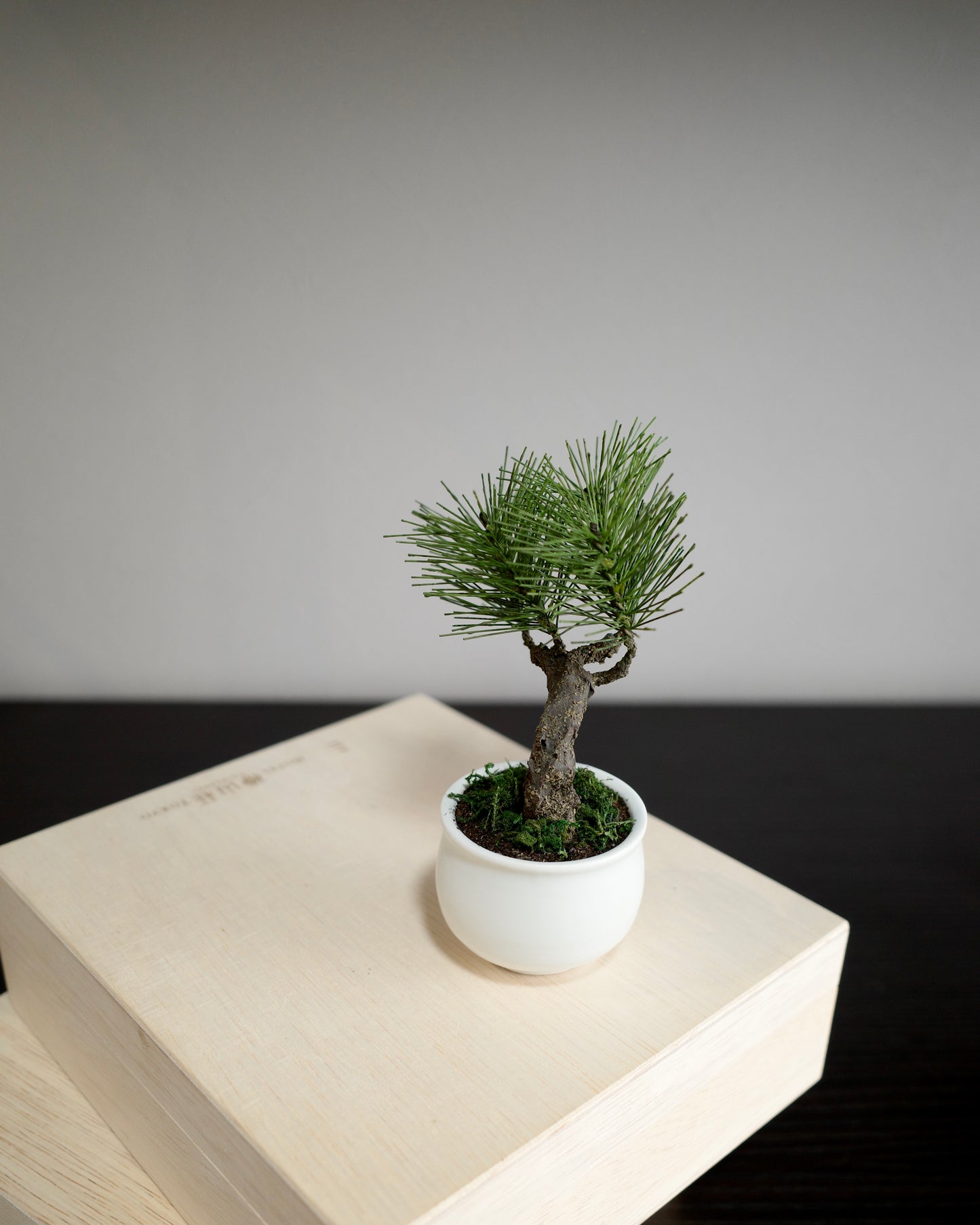 お手入れ不要のインテリア盆栽 Modern Bonsai（モダン盆栽）のPetit whiteの新バージョン商品画像｜右側面