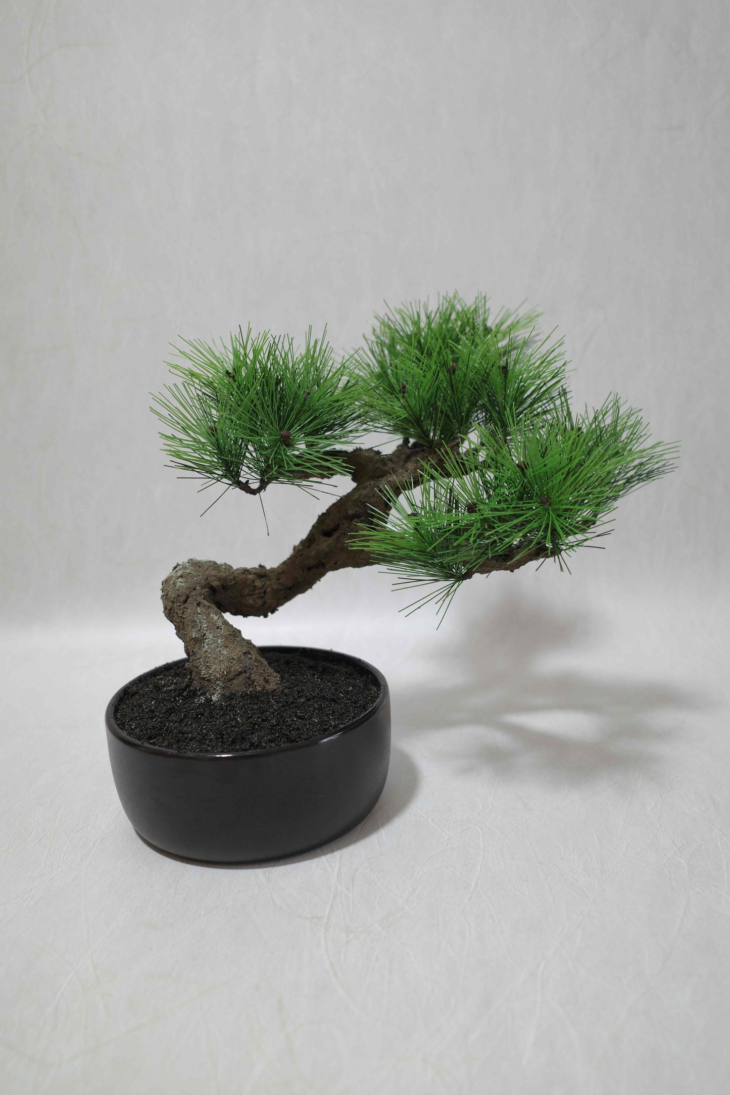 Modern Bonsai L